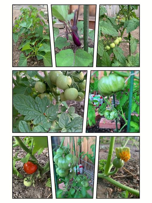 姥姥的小菜园最新版在线观看极速版2023