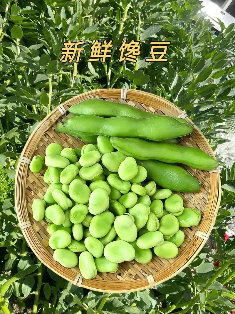 蚕豆视频帮我查找一下