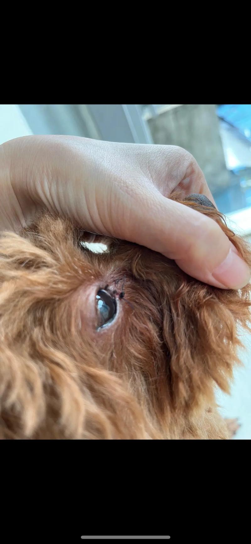 狗狗眼角长肉疙瘩图片赚钱版