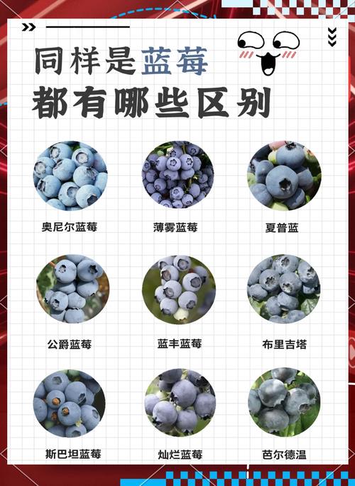 蓝莓小说手机版