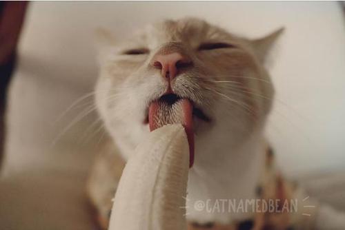 猫能吃香蕉嘛吗图标
