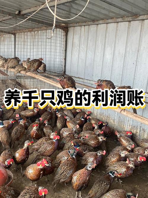 养殖1000只鸡的成本与利润图标