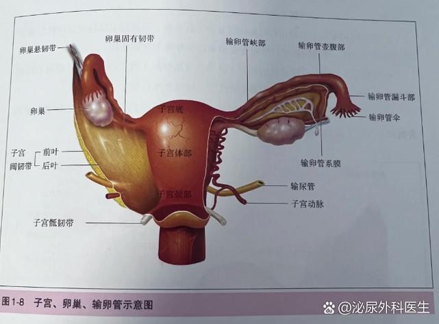 输卵管正常的表现图标