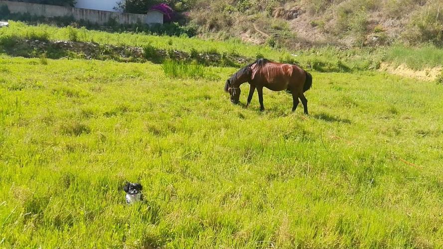 适合农村养的小型犬