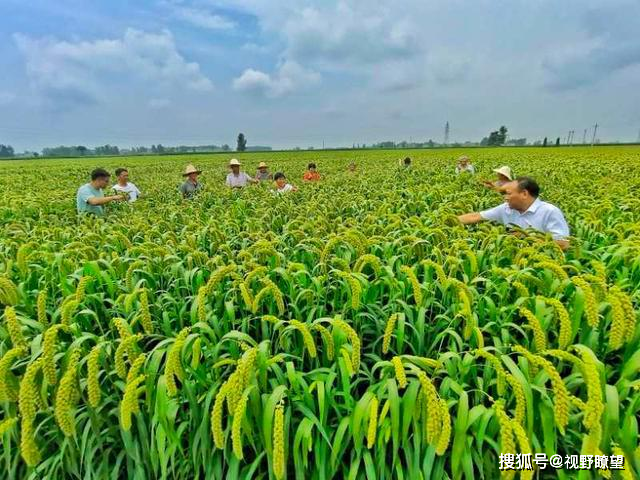 小米种植方法全过程