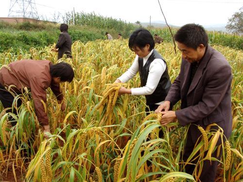 小米种植方法全过程