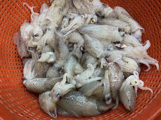 海兔怎么清洗视频教程