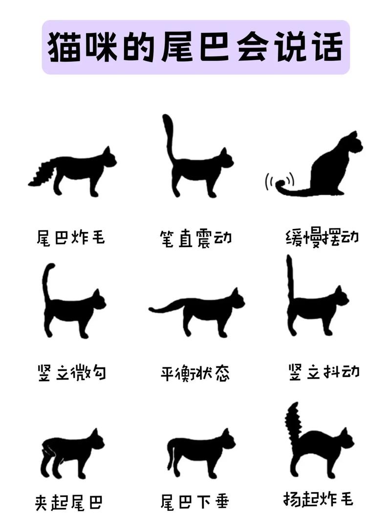 小尾巴