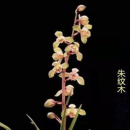 小豆看点提现