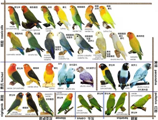 鹦鹉品种大全 名字图标