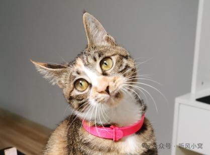 借钱猫靠谱吗