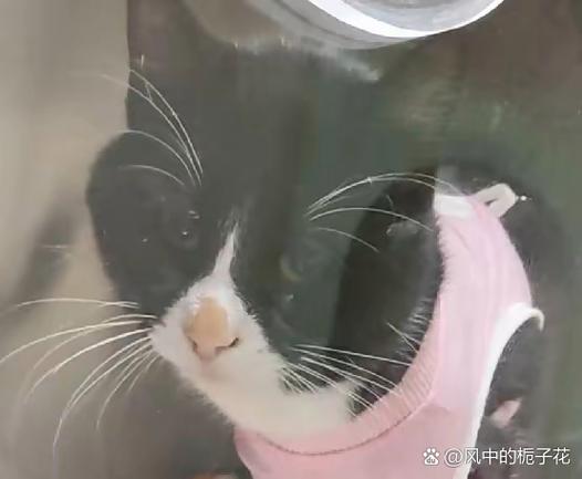 借钱猫靠谱吗