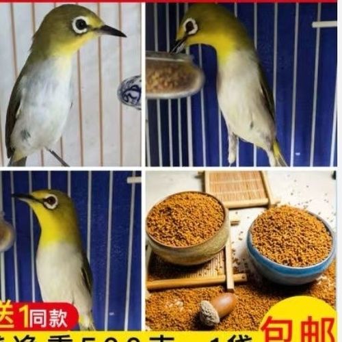 绣眼鸟水便是什么原因?图标