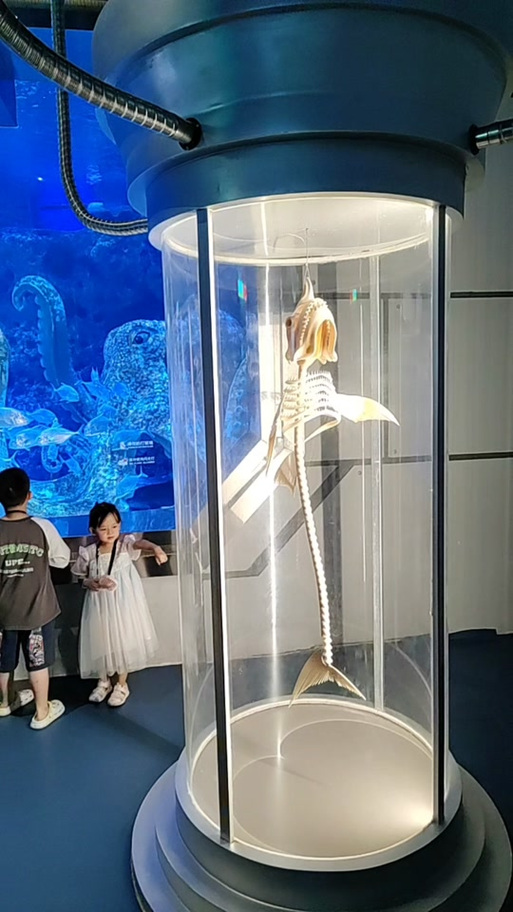 广州海洋馆海豹表演