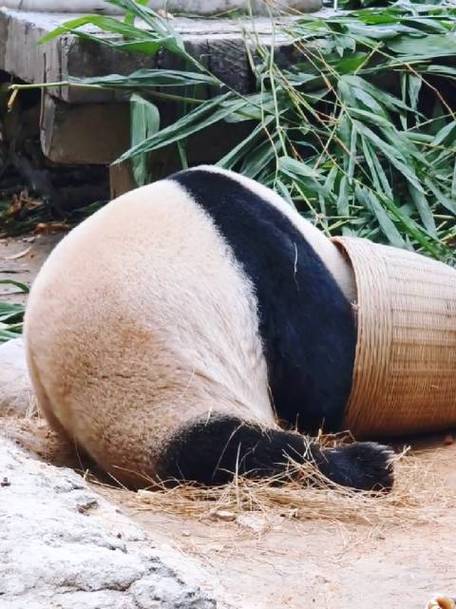 熊猫多重图标