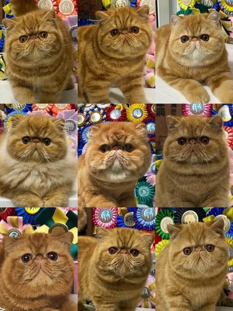 猫加菲猫