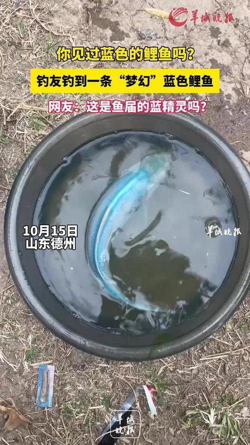 蓝衣锦鲤