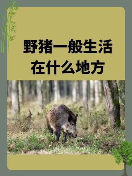 野猪喝水的地方一般几天走回头路图标