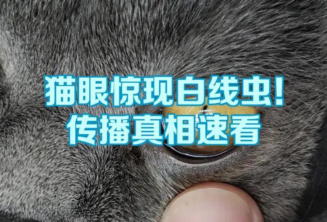 猫眼抢票