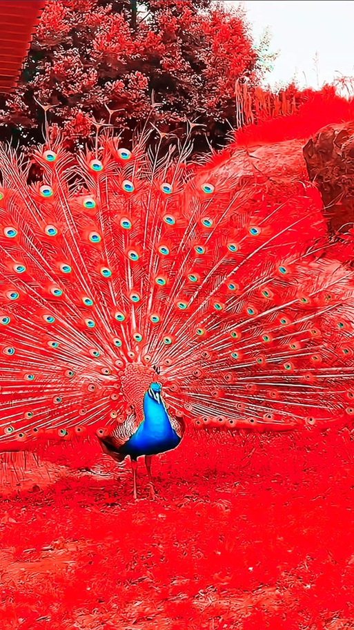 孔雀开屏的视频