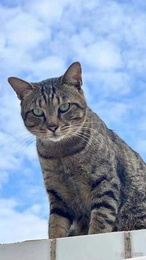 花猫画质大师5.0