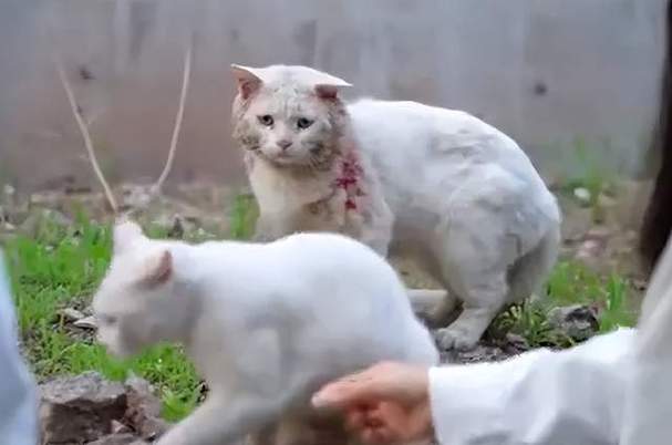 流浪猫的故事作文