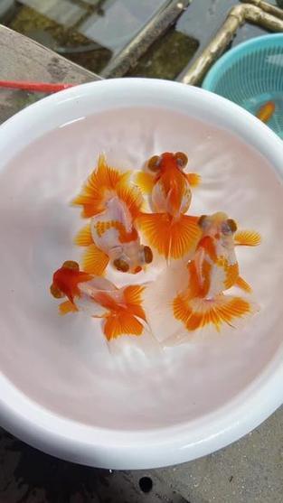 金鱼直播间手机版下载