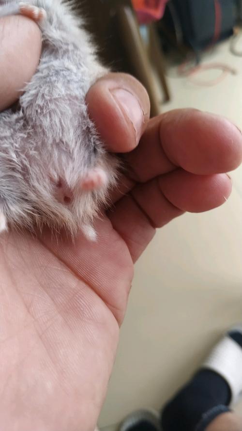 如何判断是不是真仓鼠