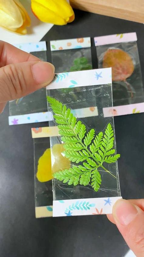 透明树叶怎么做一天就做成