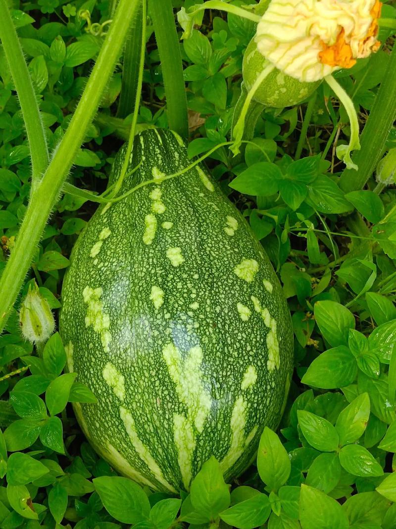 芋瓜短视频赚钱版