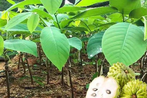 台湾凤梨种植管理技术