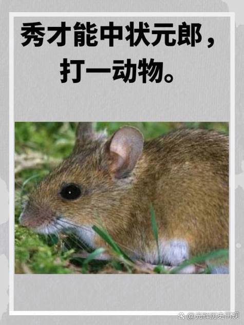 成群结队一个正确生肖