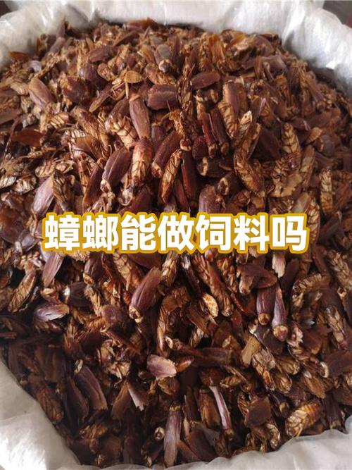 养殖蟑螂有什么用图标