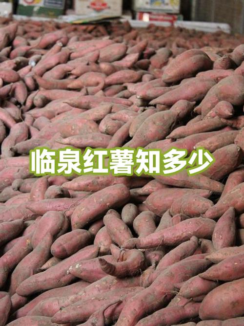红薯有多少年的历史了图标