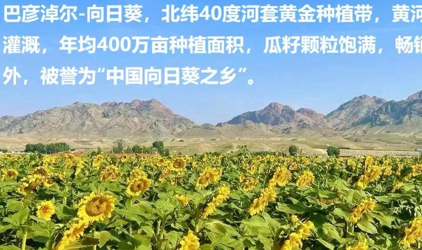 向日葵的主产区是哪里