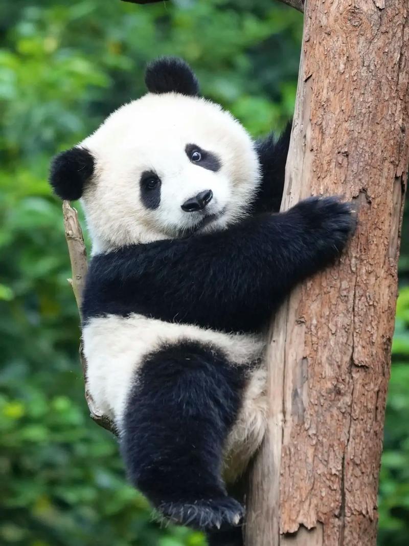 熊猫pandaAPP官网