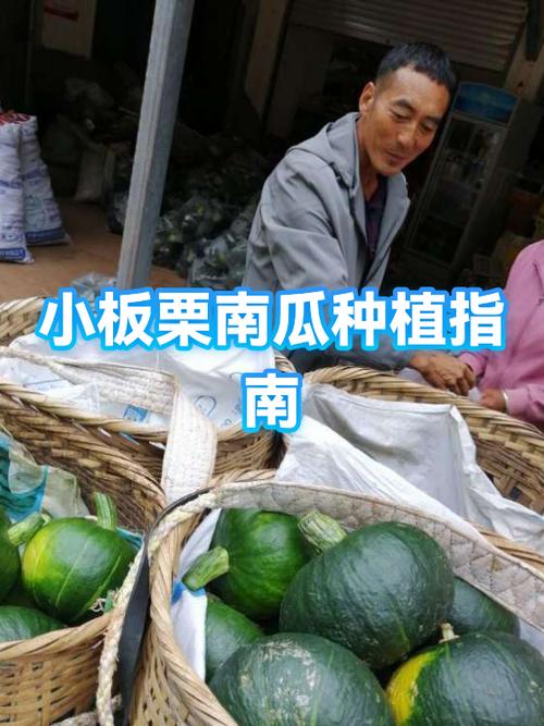 小南瓜种植时间和方法