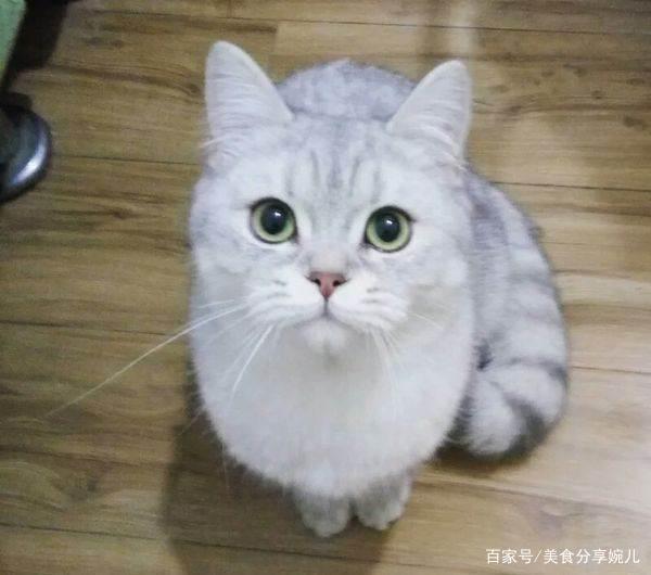 美短最爱吃的10种食物