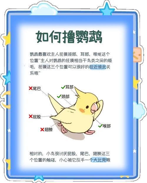 怎么和鹦鹉互动玩耍呢图标