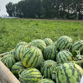 大西瓜小西瓜