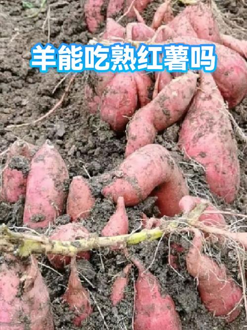 羊可以吃熟食吗图标