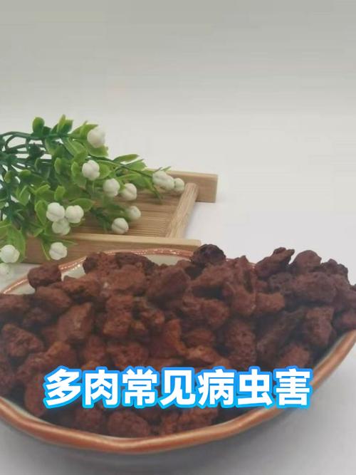 多肉有小白虫用什么药