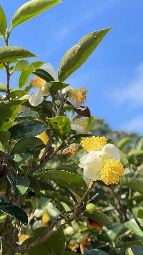 茶树开花