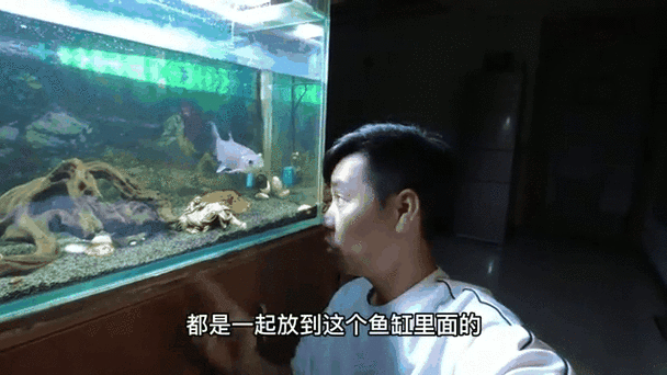 军鱼可以鱼缸养吗