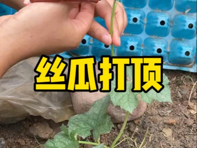 丝瓜如何整枝打杈视频