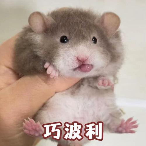 蓝毛金丝熊