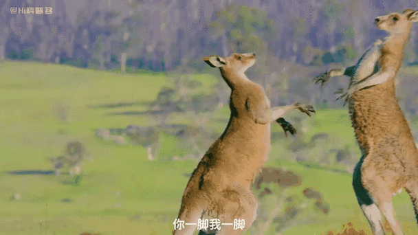 袋鼠赚钱