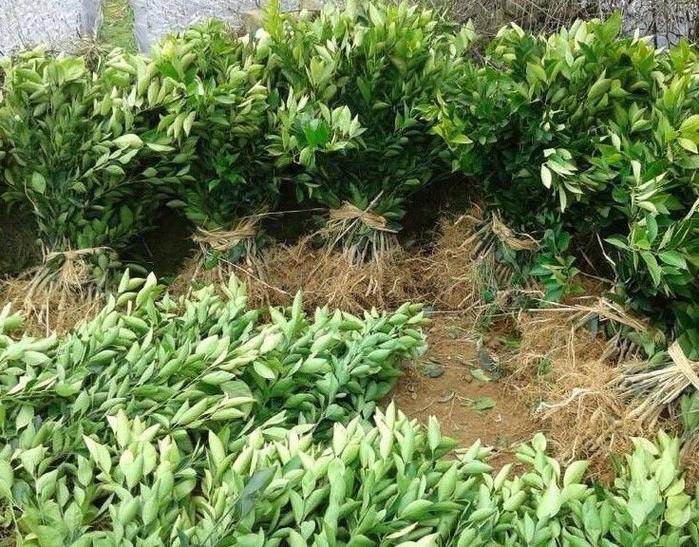桔子种植技术过程视频