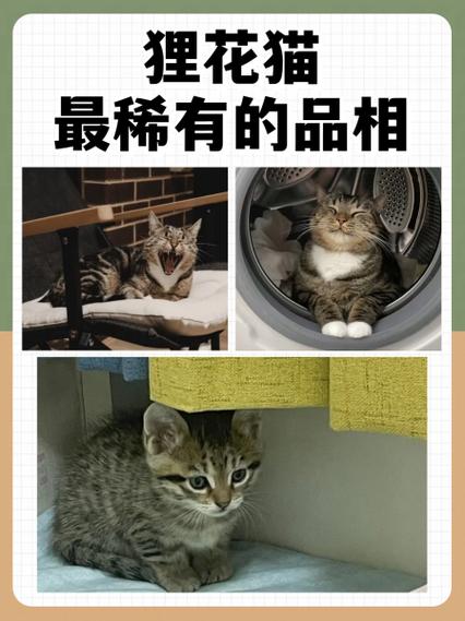 花猫画质大师