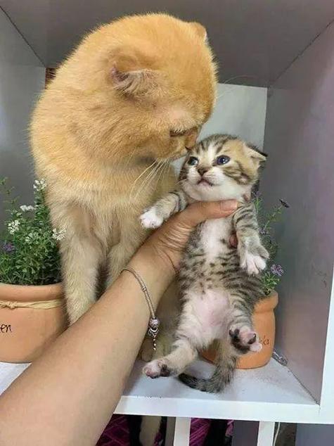 猫爸爸知道小猫是他的吗